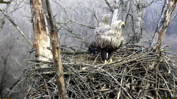 Директан пренос из гнезда орлова
